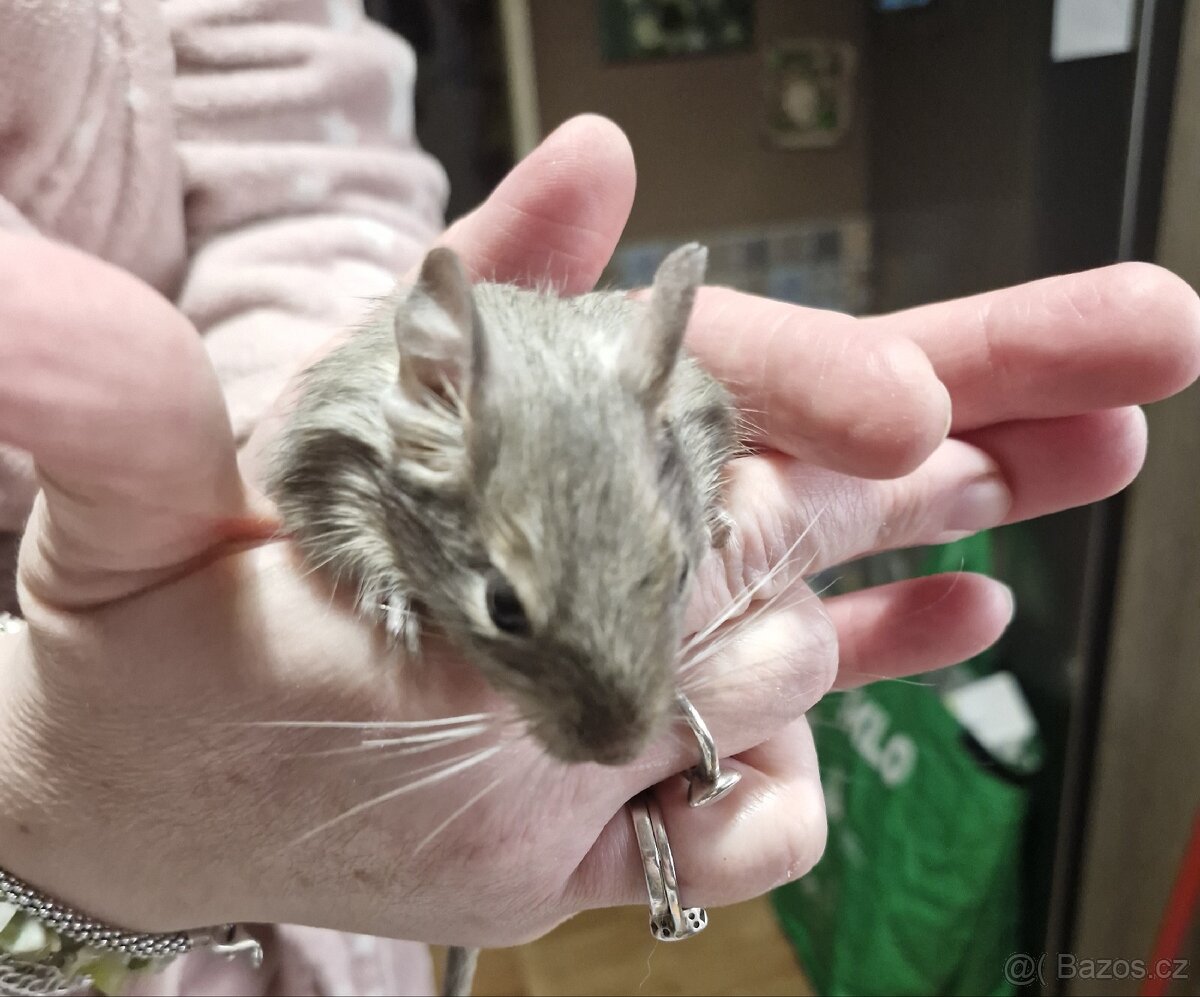 Osmák degu mláďata 6 měsíců, páreček - 7