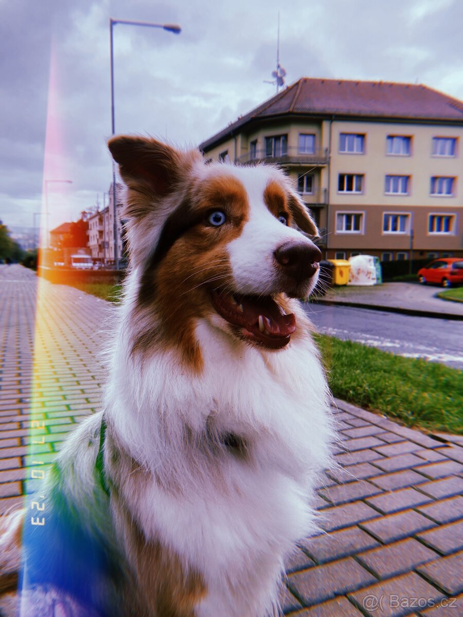 Australský ovčák ke krytí - 7