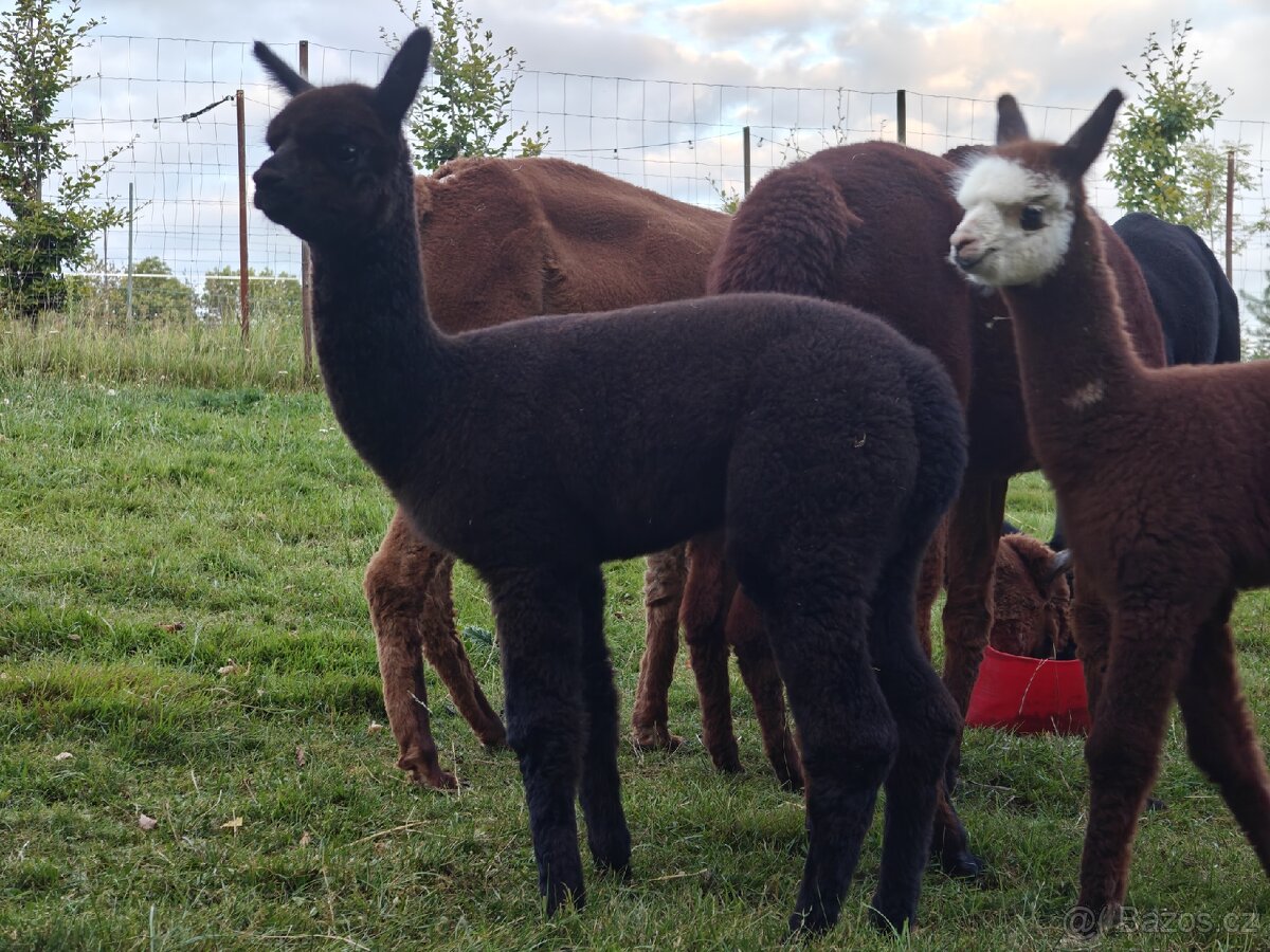 Černý alpačí sameček - 7