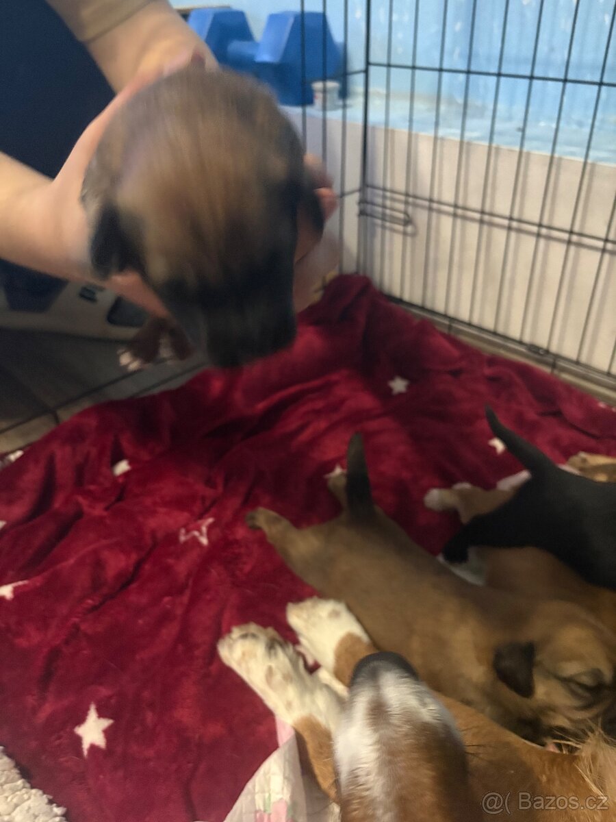 Krásná křížená štěňátka - 7