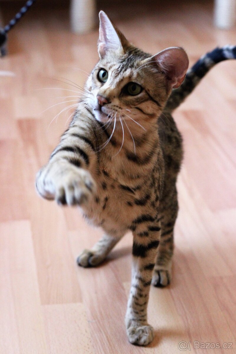 Savannah kocka F3 - 7