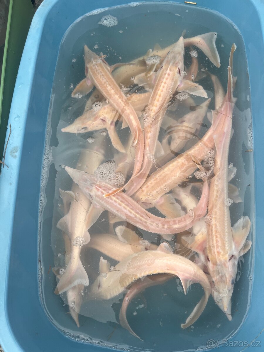 Prodám jesetery - 7