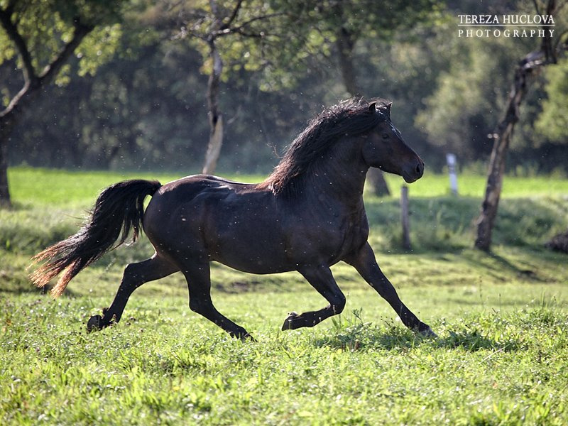 Welsh pony of cob type, sekce C - 7