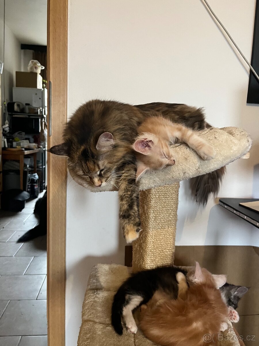 Koťata Mainská mývalí bez PP - 7