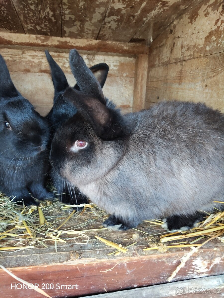 Králíci na prodej - 7
