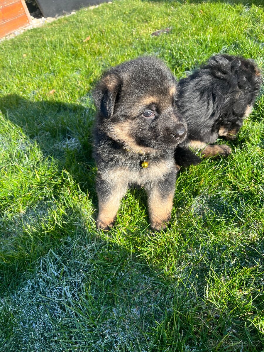 Štěňátka - Německý Ovčák - 7