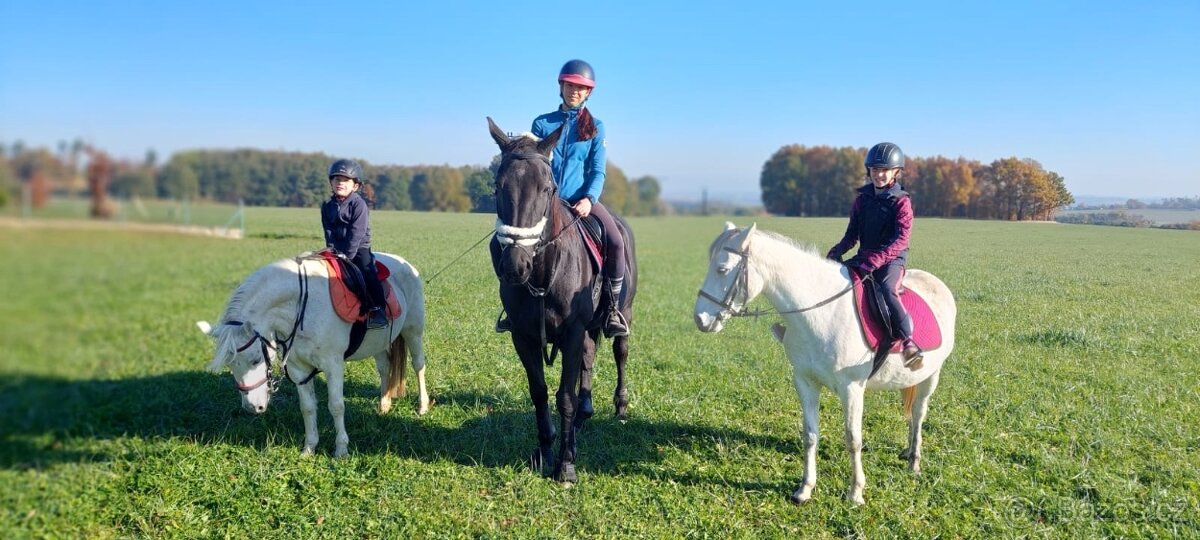 Pony do sportu pro šikovného juniora - 7
