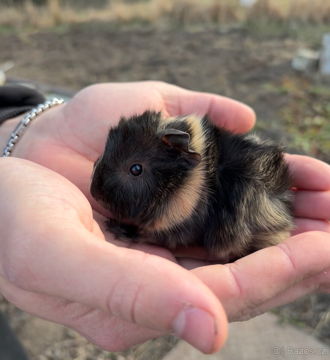 Morče - morčátka - 7