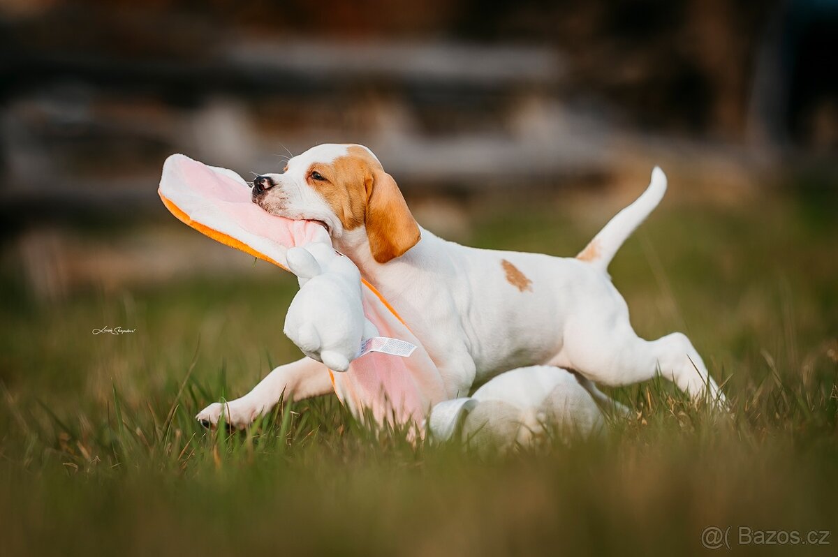 Anglický pointer s PP - 7