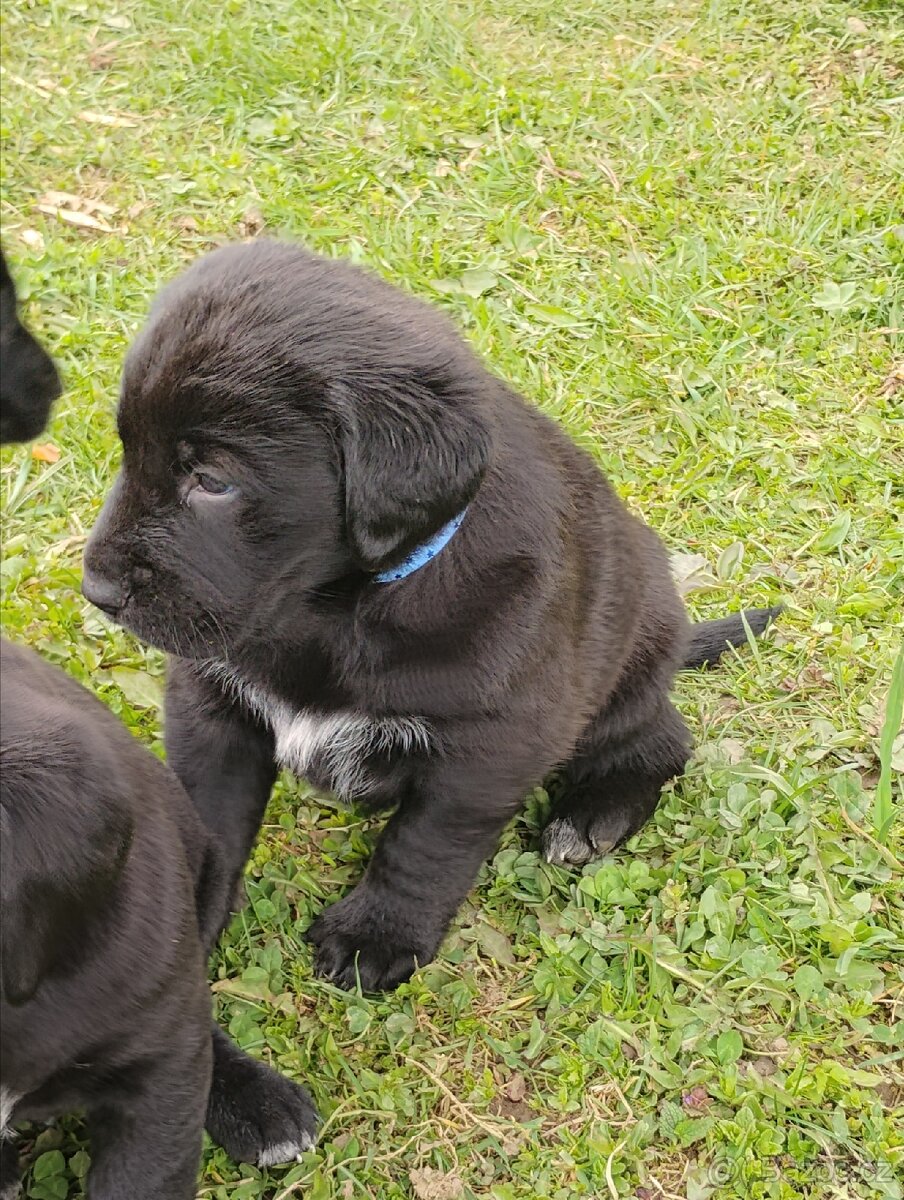 Štěňata labradora - 7