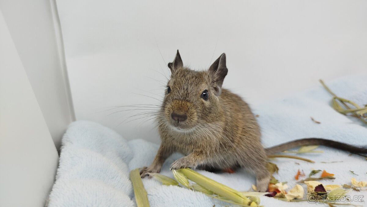 Osmák degu, Osmáci- SAMEČEK - 7