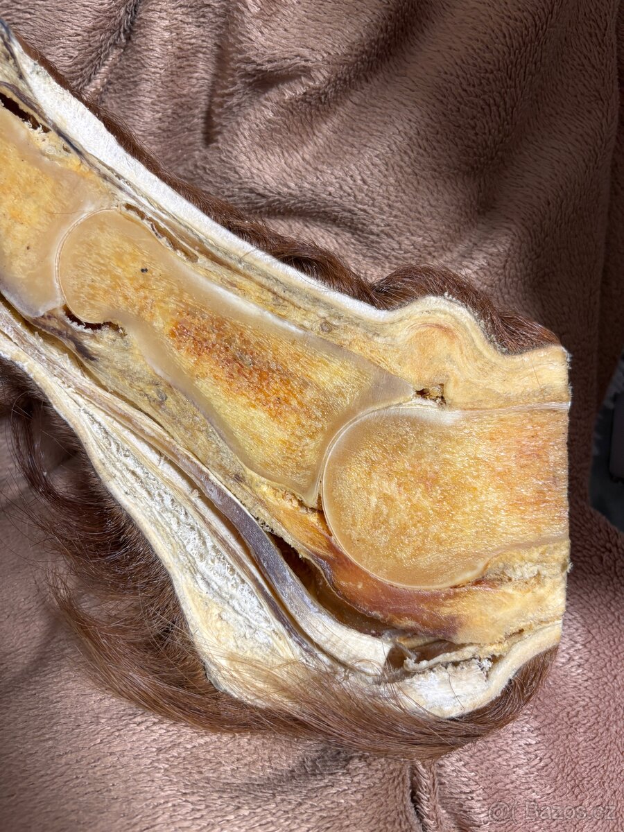 Anatomický model - koňská končetina - 7