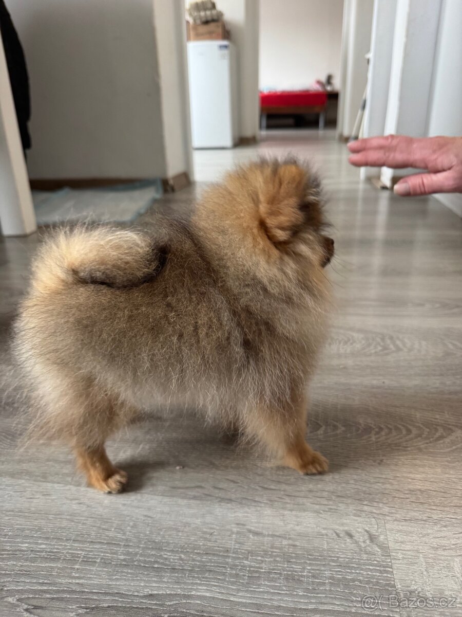 Pomeranian fenečka s PP - 7