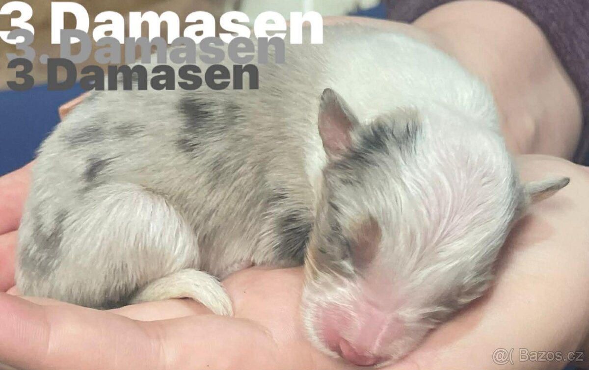 Border kolie s pp - 7