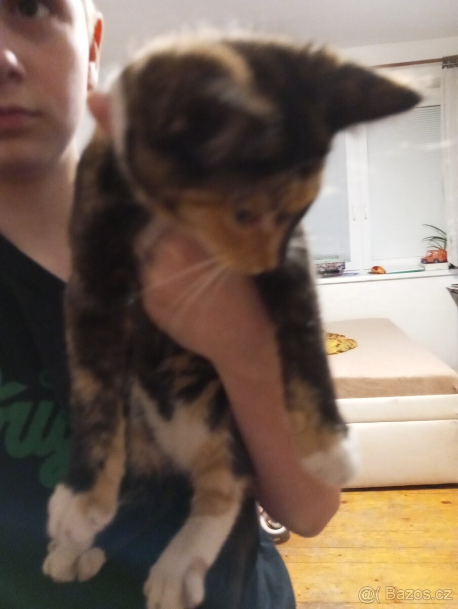 Koťátka - 7