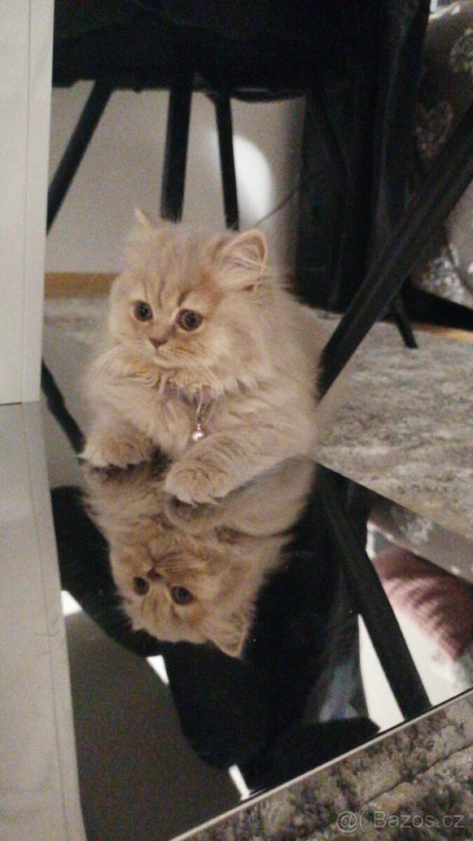 Britský kocourek ke krytí - 7