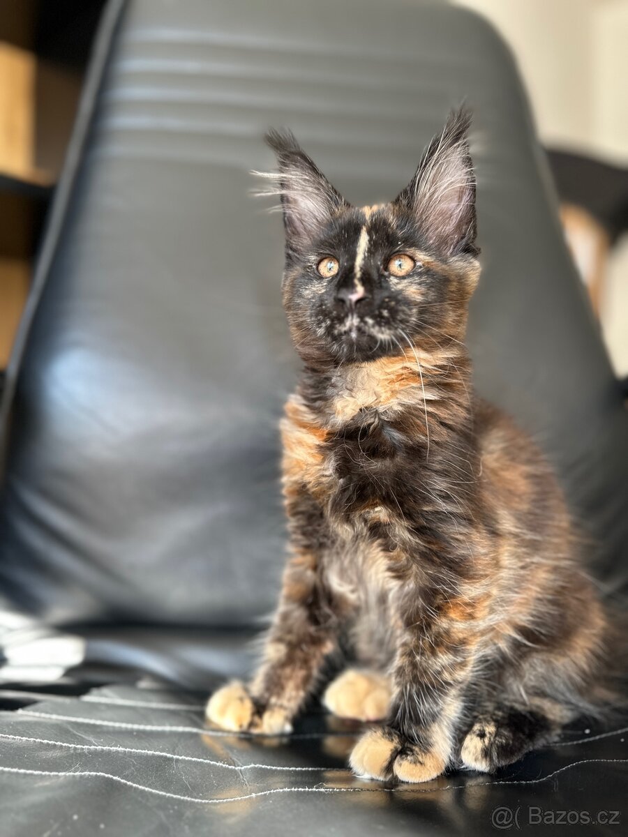 Mainská mývalí s PP - 7