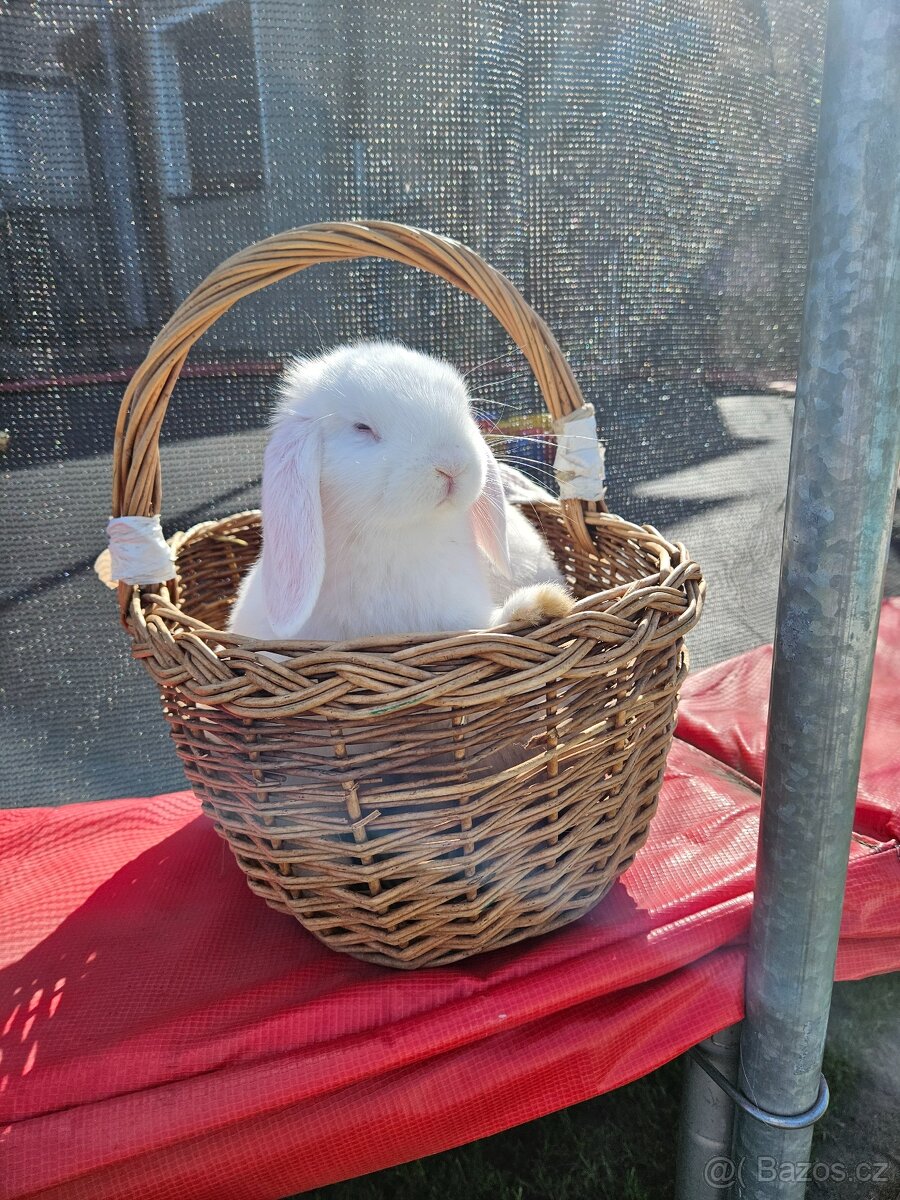 Zakrslý králík - 7