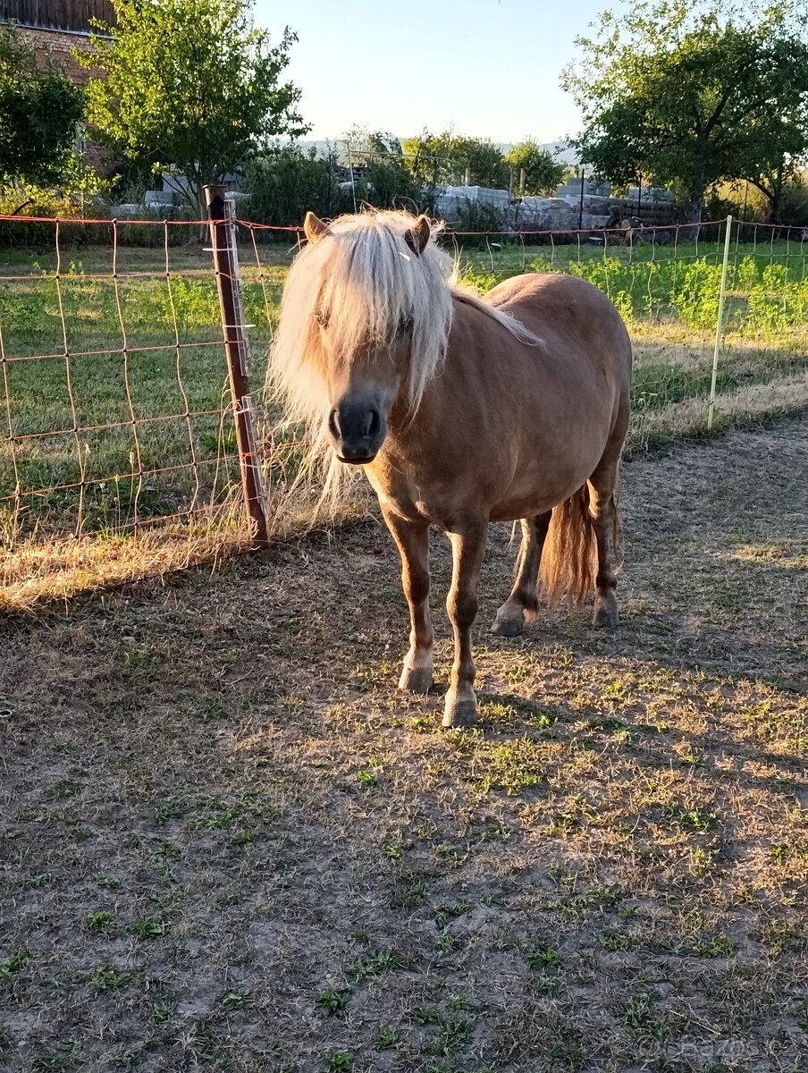 Shetland pony - 7