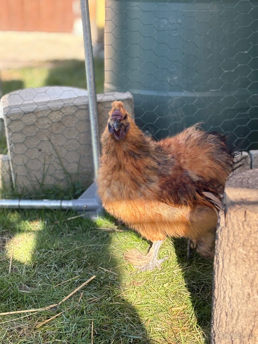 Kohouti hedvábnicky a Pavlovka - 7