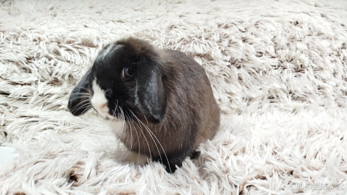 Zakrslý beránek, králíček, králík - 7