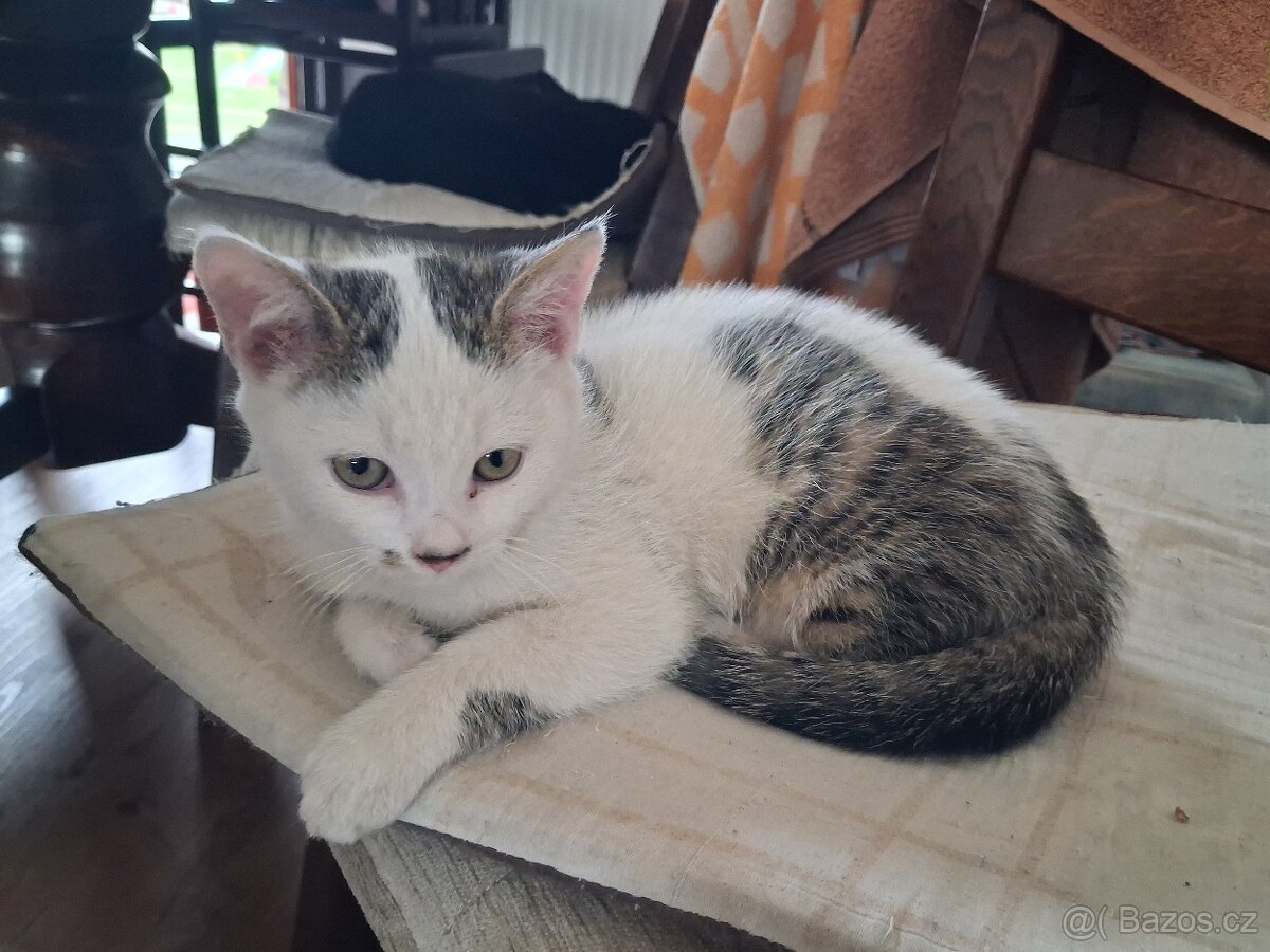 Daruji koťata - 7