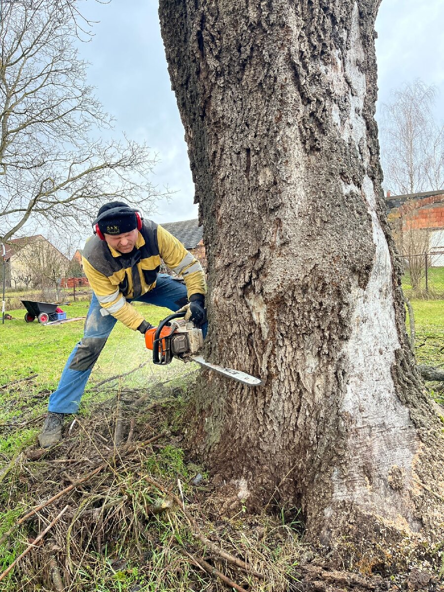Kácení stromů v Ústeckém kraji - 7