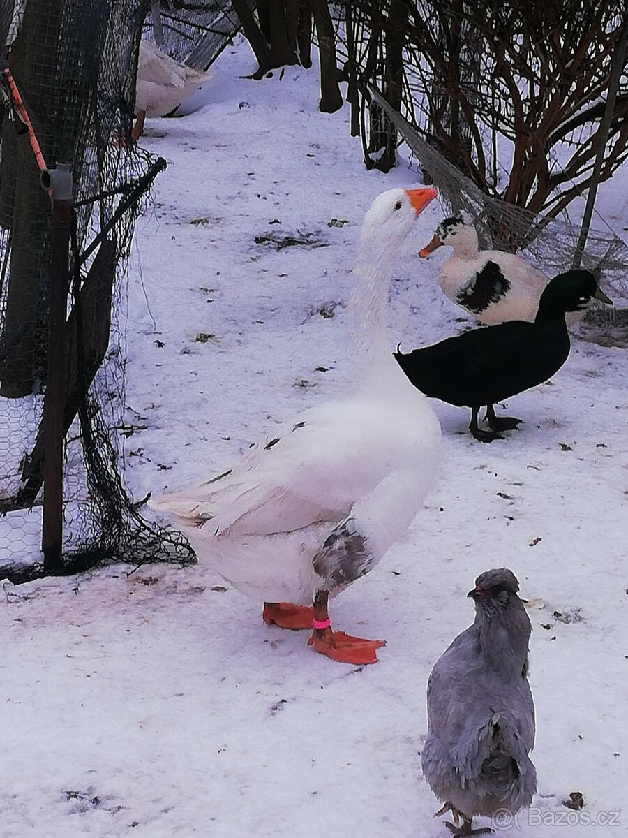 Houser loňský na chov - 7