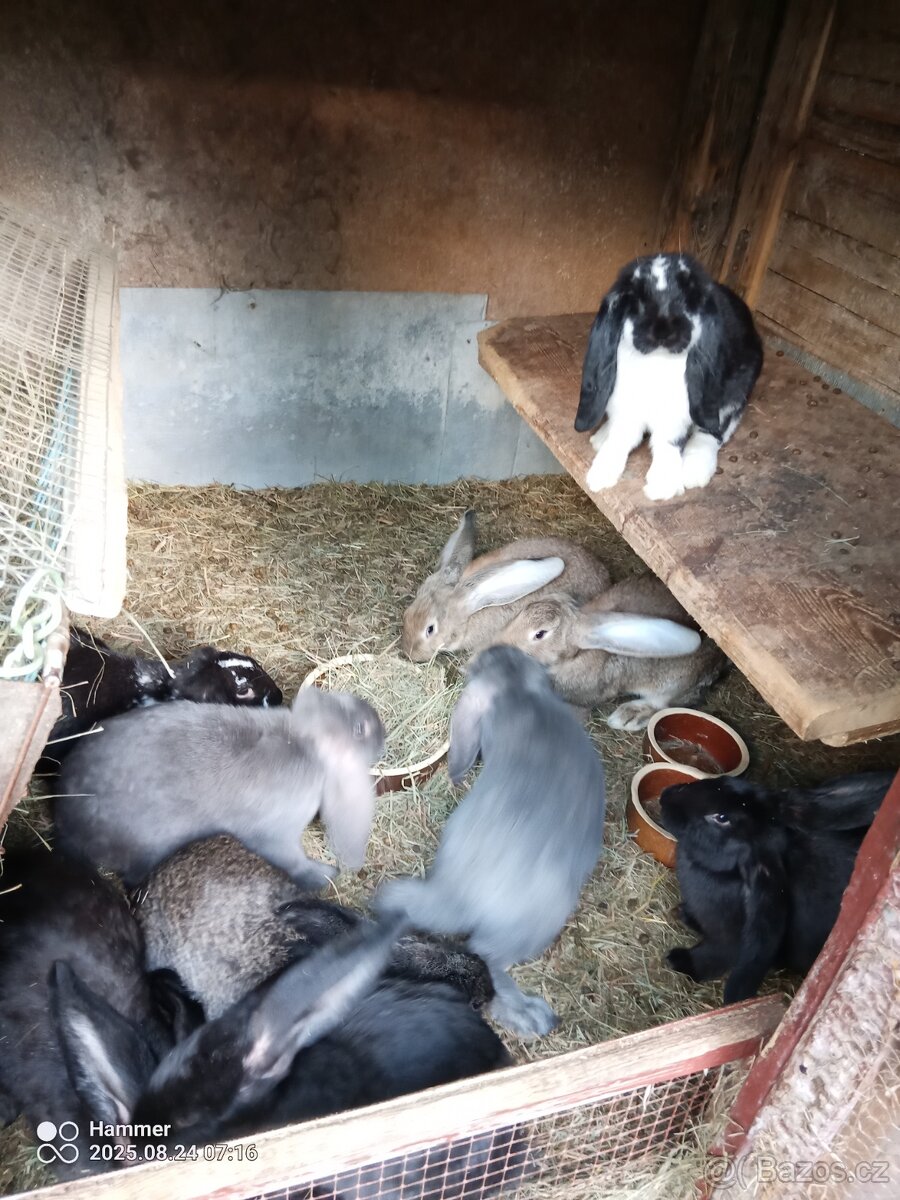 Francouzský beran - 7