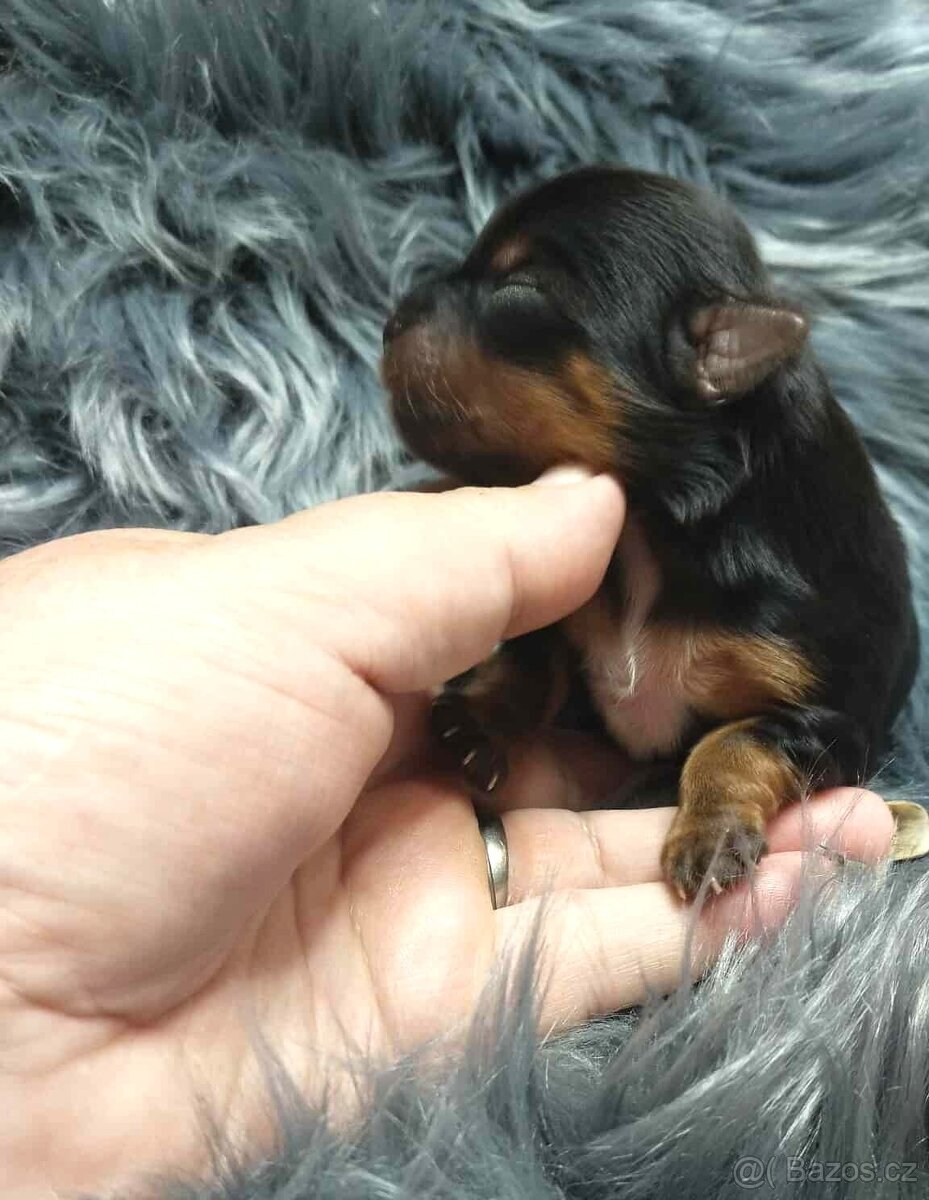 Biewer a black and tan Yorkshire Terrier s rodokmenem PP - 7