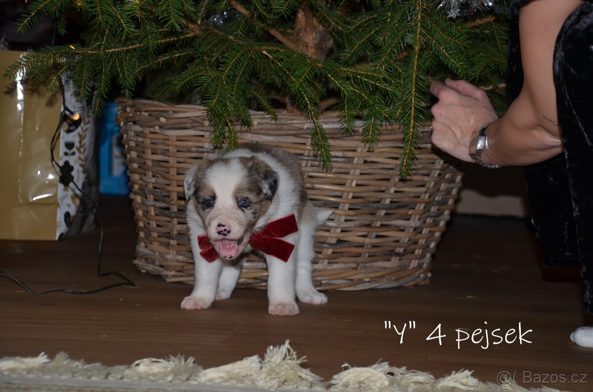 Pejsci border kolie - 7