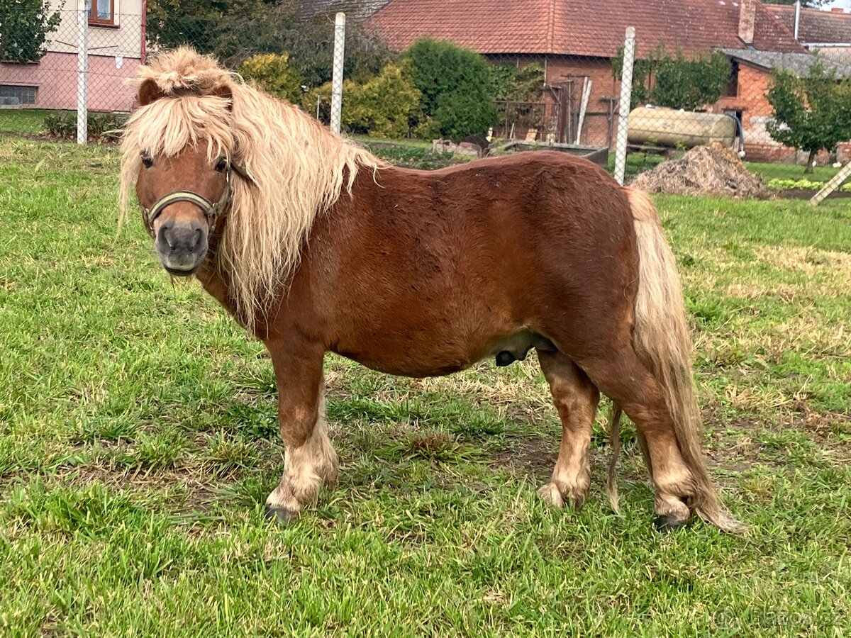 Připouštění hřebcem Shetland pony - 7