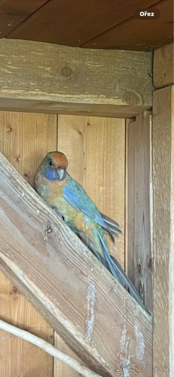 Rosela penant samice rok 2025 - 7