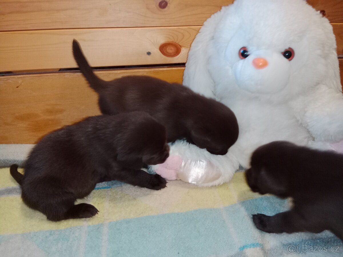 Labradorský retrívr štěně - 7