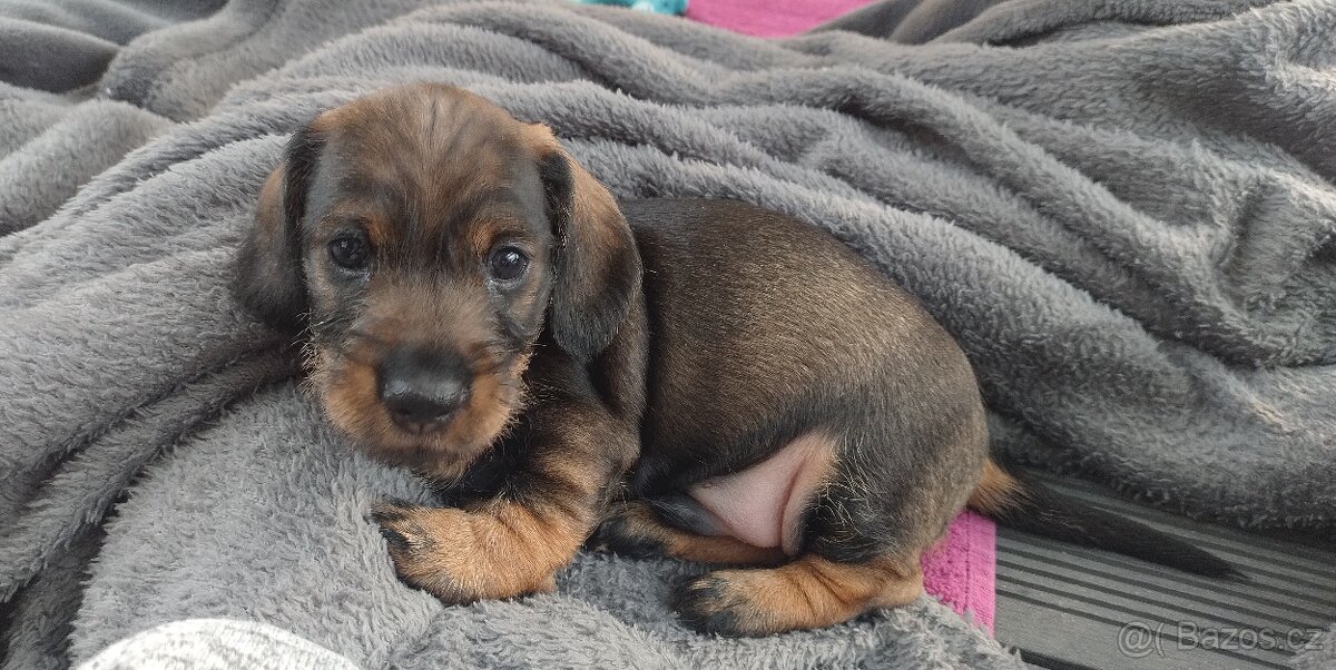 Jezevčík drsnosrstý - 7