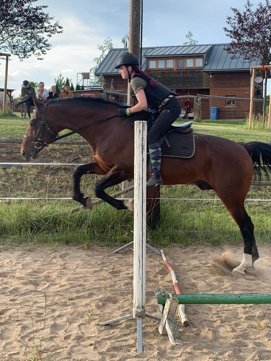 Hřebec 7 měsíců- Moravský Teplokrevník - 7