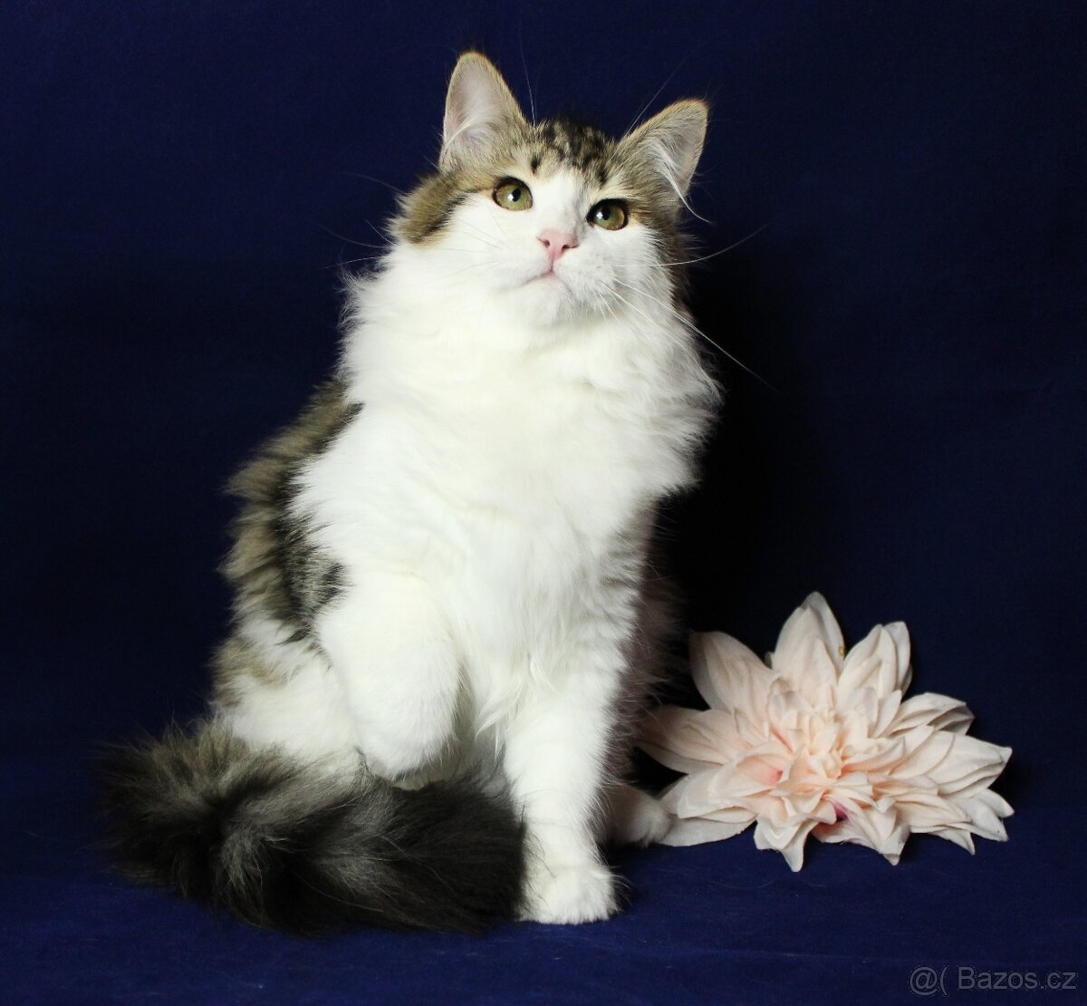 Sibiřská kočka - 7