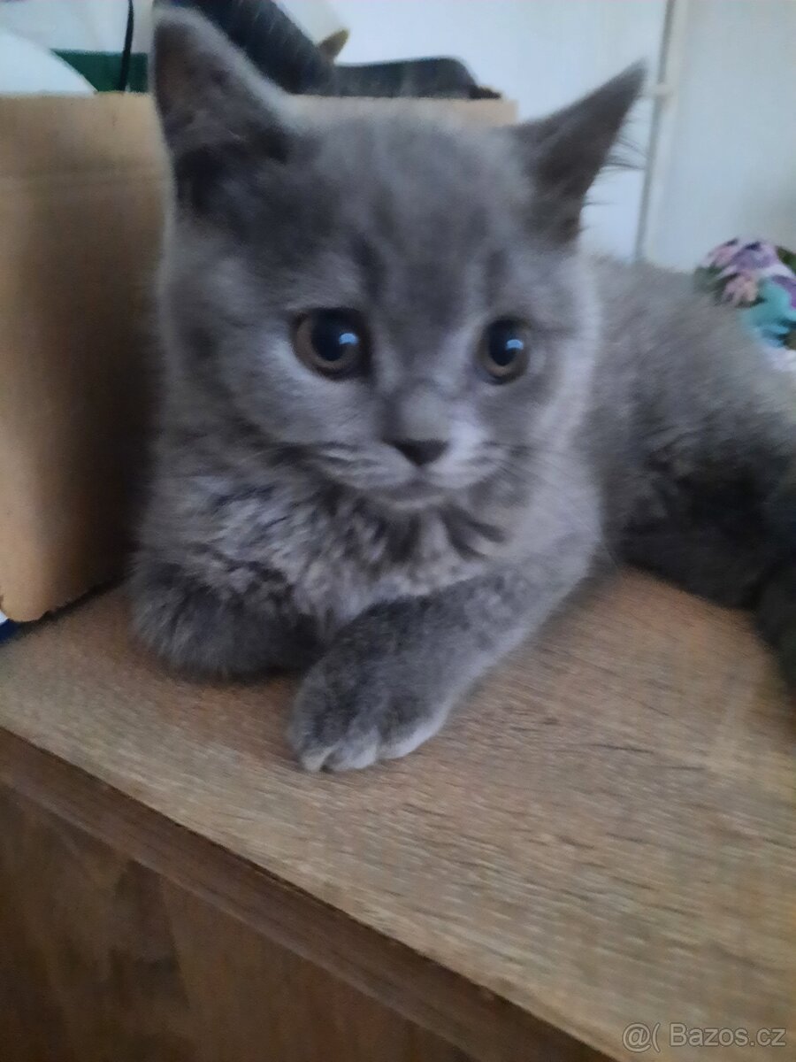 poslední britské kotě bez PP. - 7