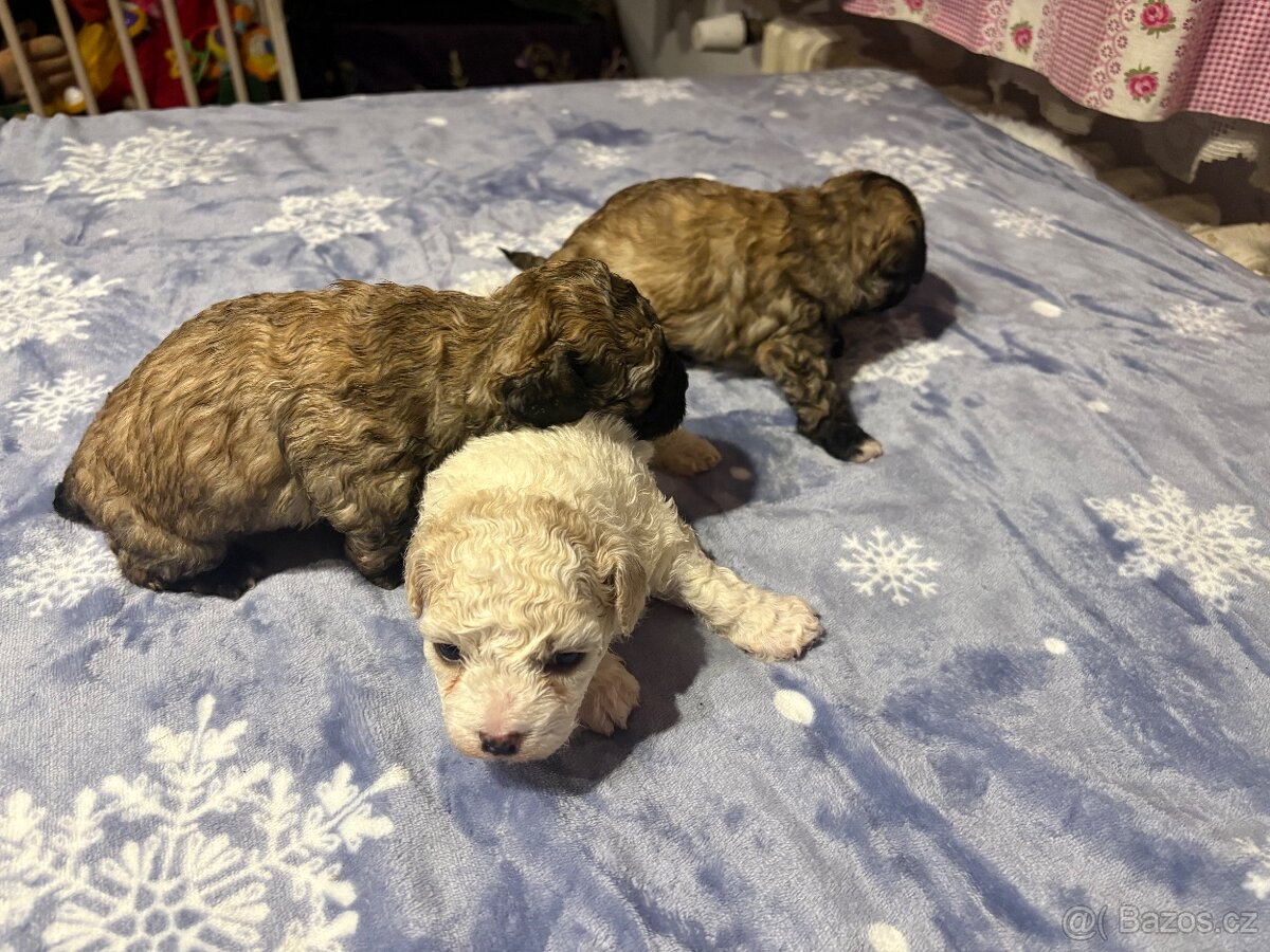 Boloňský psík bez PP - 7