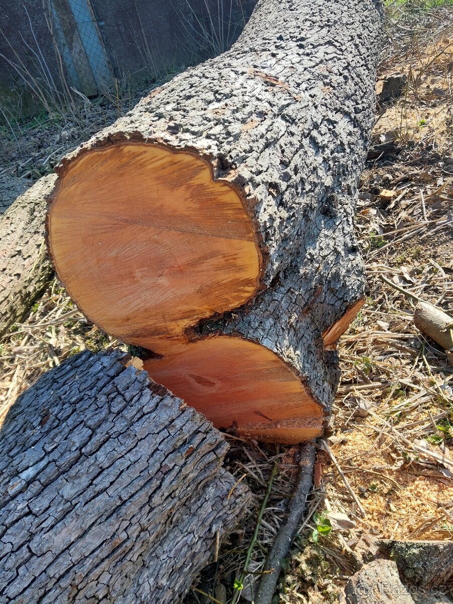 Hruška - kmen na pořez - 7