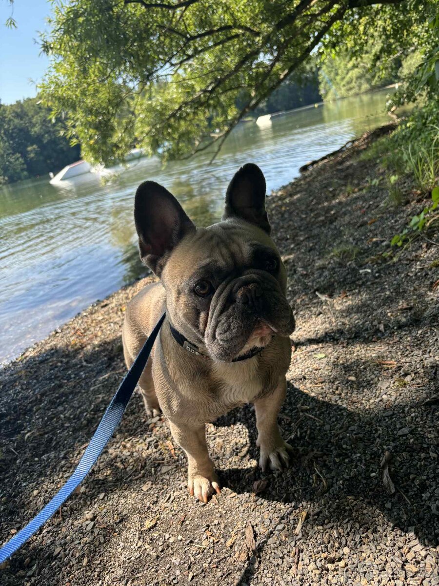 Francouzsky buldoček - 7