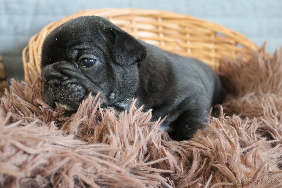 Francouzský buldoček s PP - 7