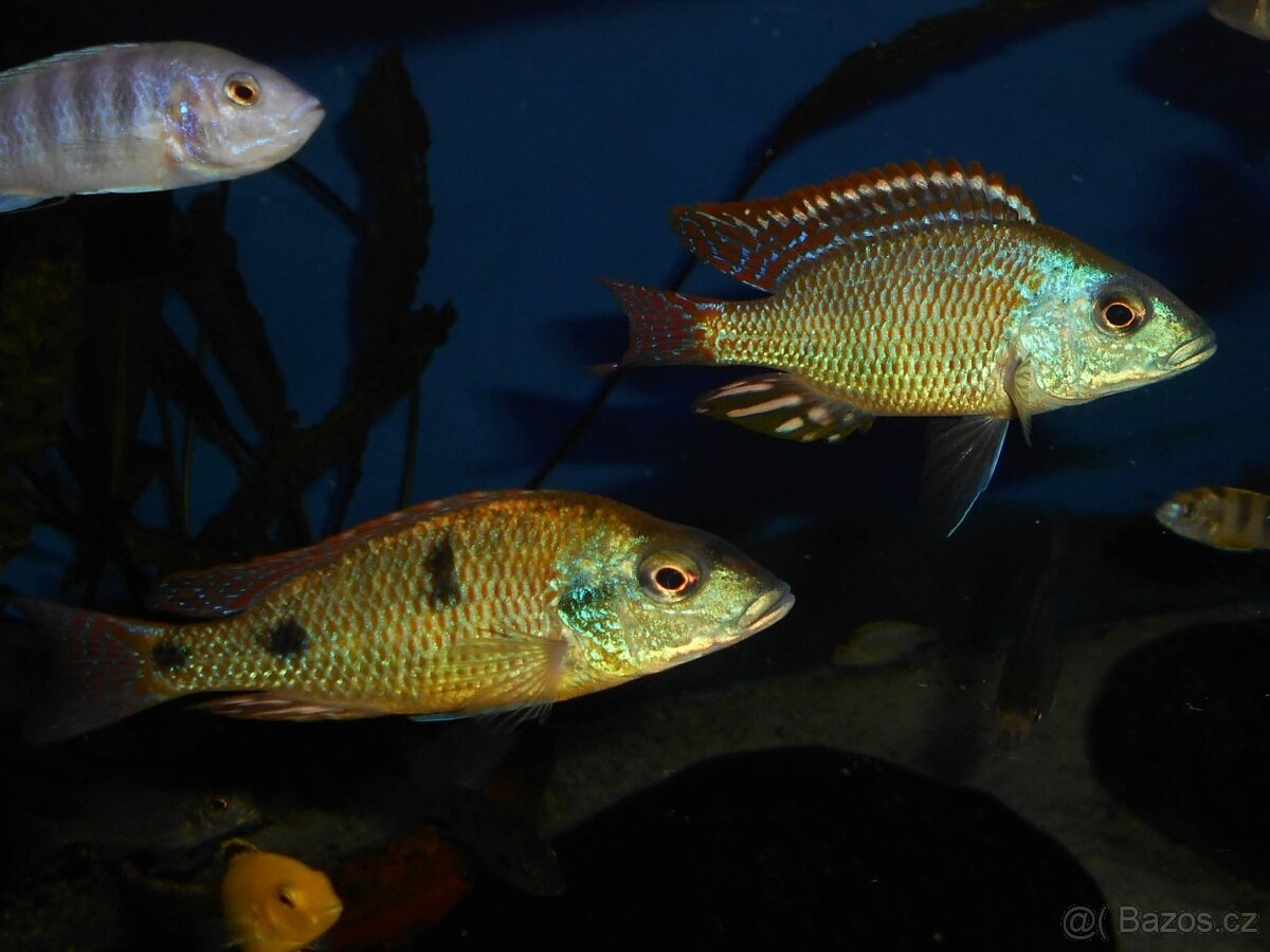 Otopharynx Tetrastigma, Malawi - 7