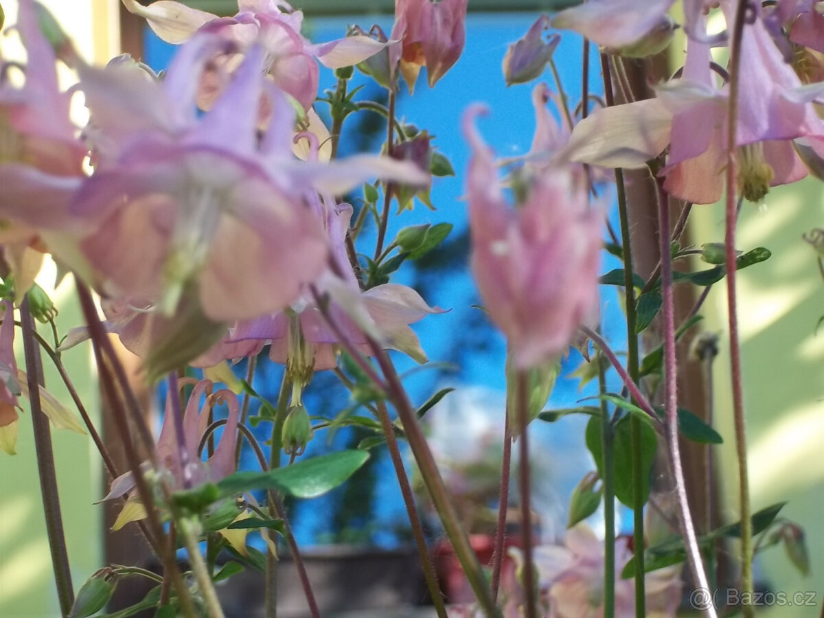 Orlíček květina - 7