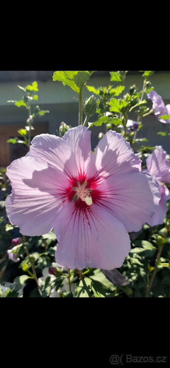 Bergenie, skalničky - 7