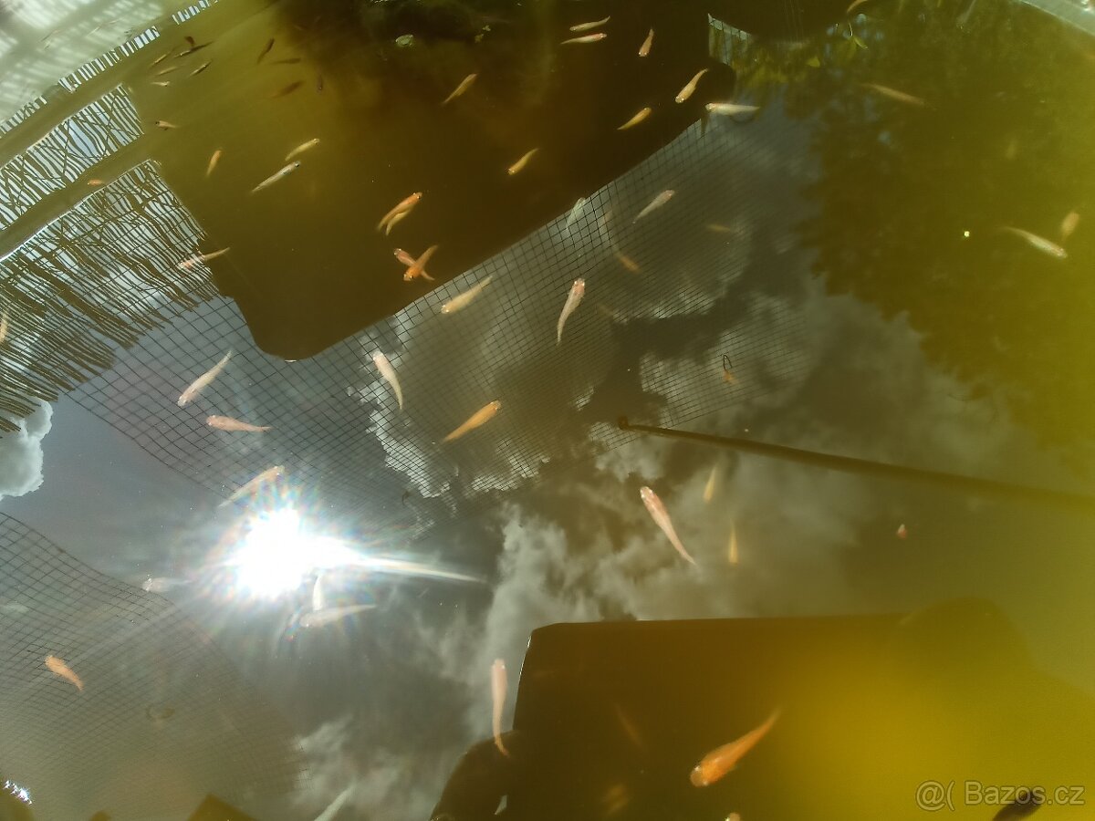 Medaka japonská,Oryzias latipes, Rýžová ryba - 7