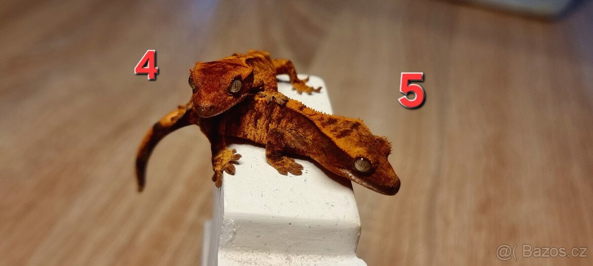 Pagekon řasnatý - 7