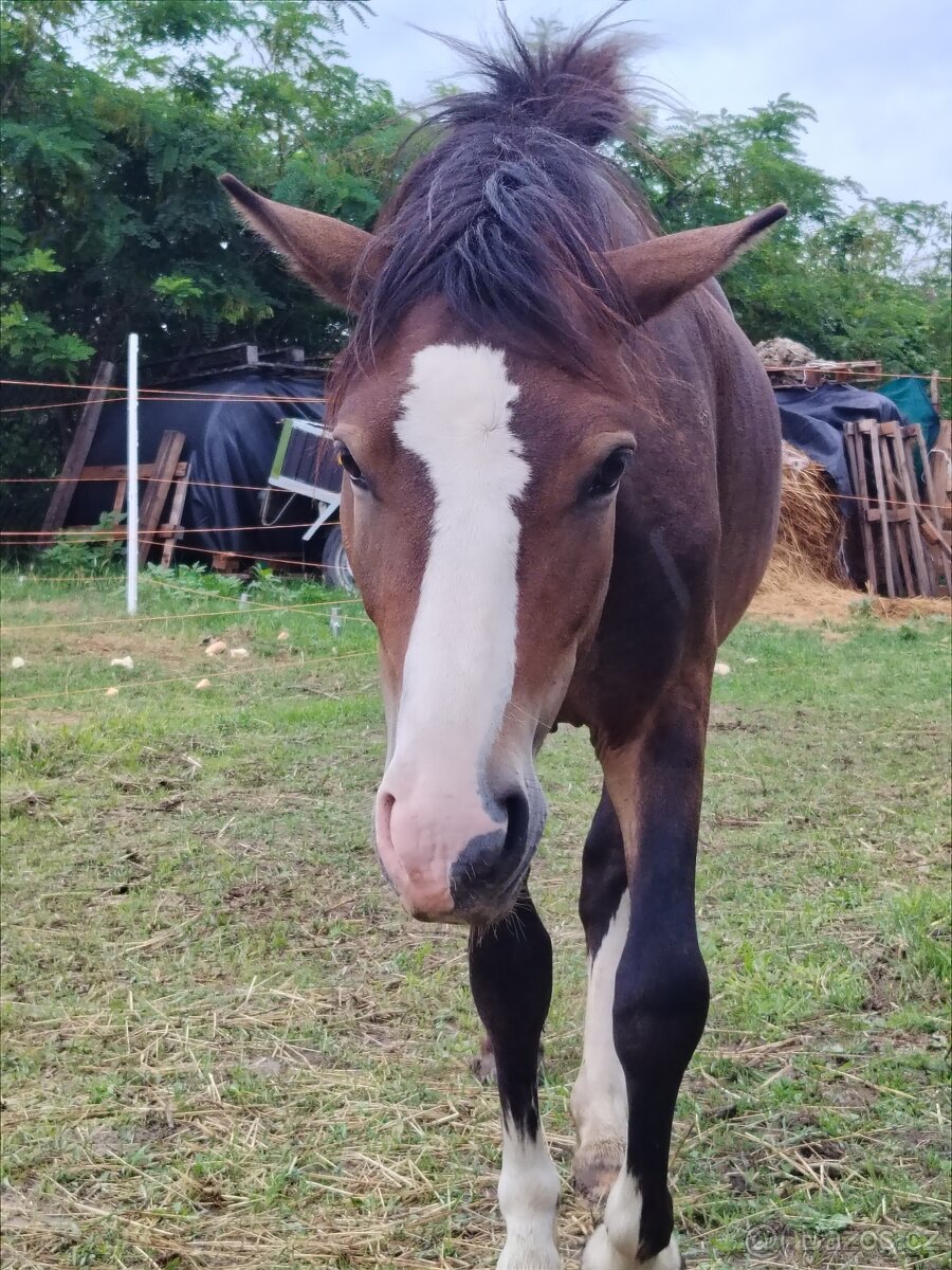 Prodám Welsh padr bret - 7
