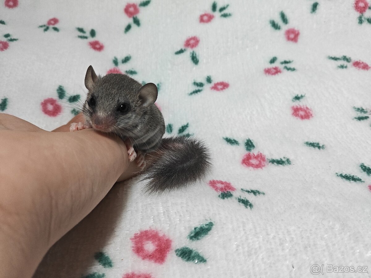 Plšík africký - 7