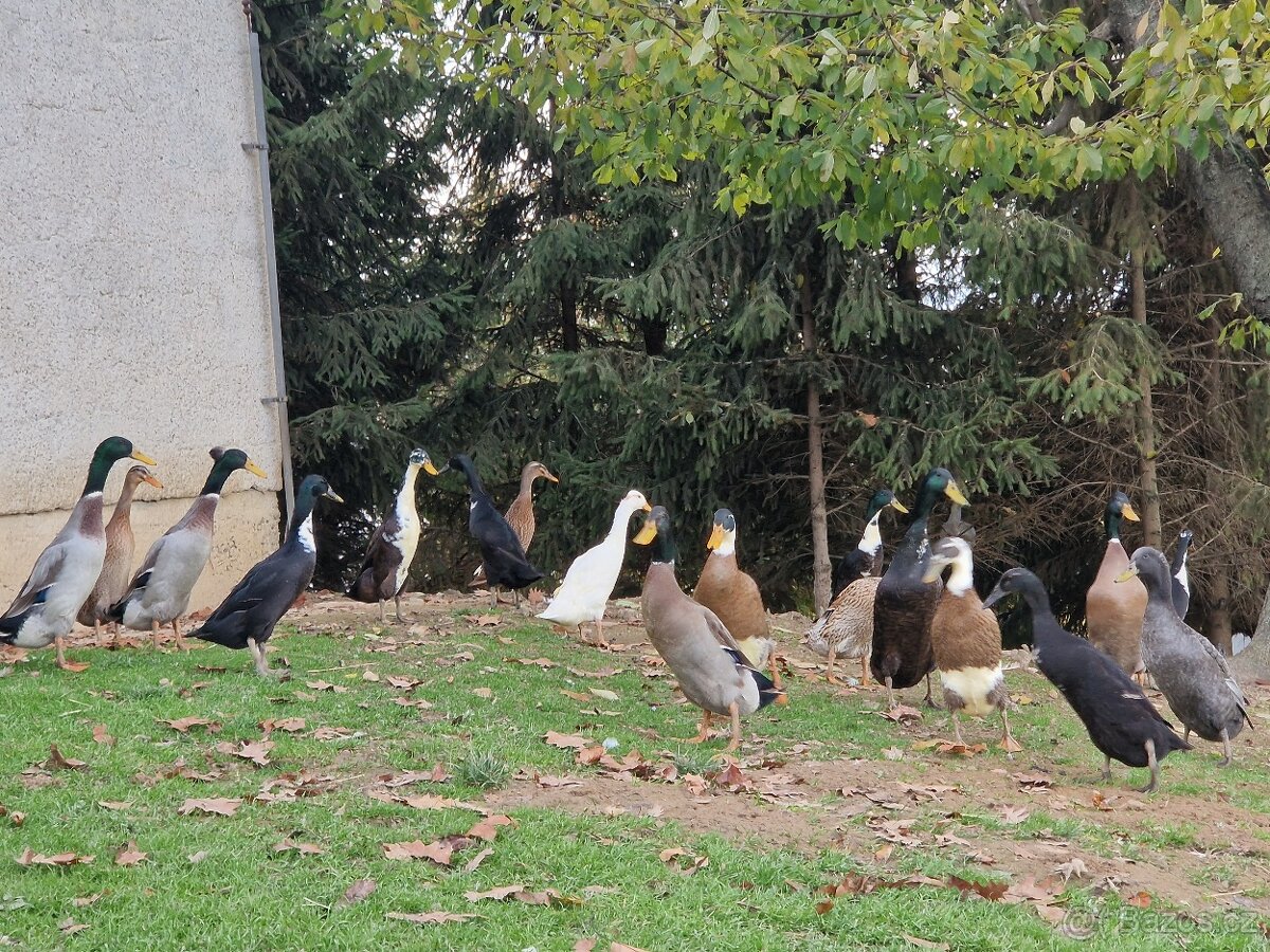 Indický běžec - 7